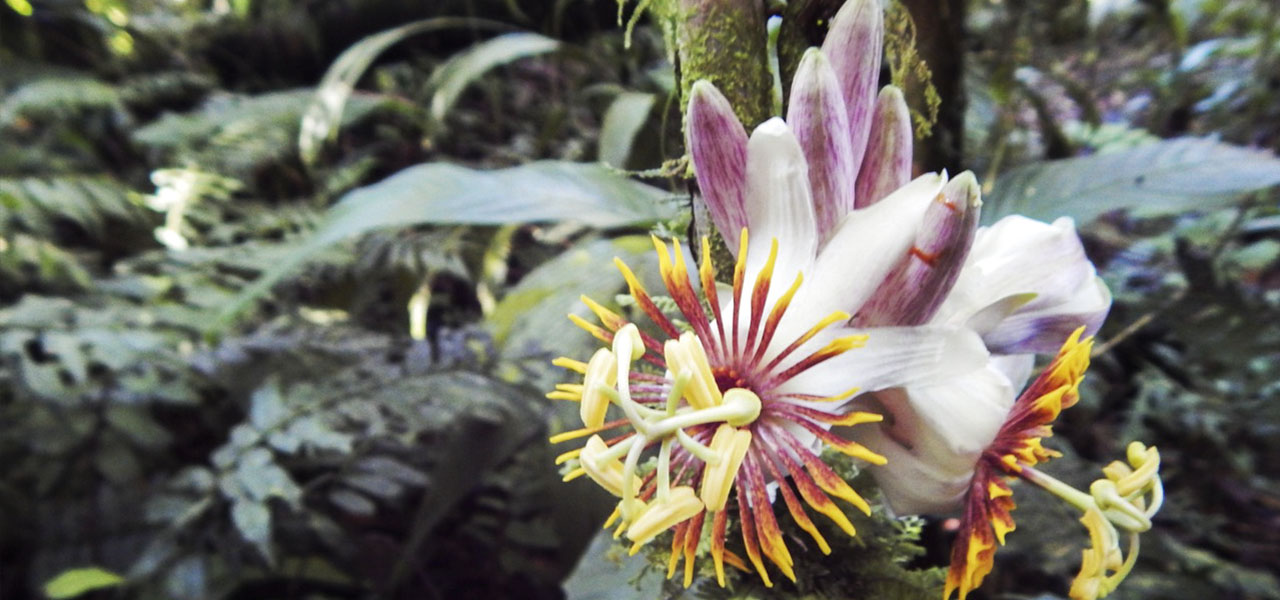 La conservación de los Parques Nacionales Naturales en la Amazonía, un proceso de gestión conjunta