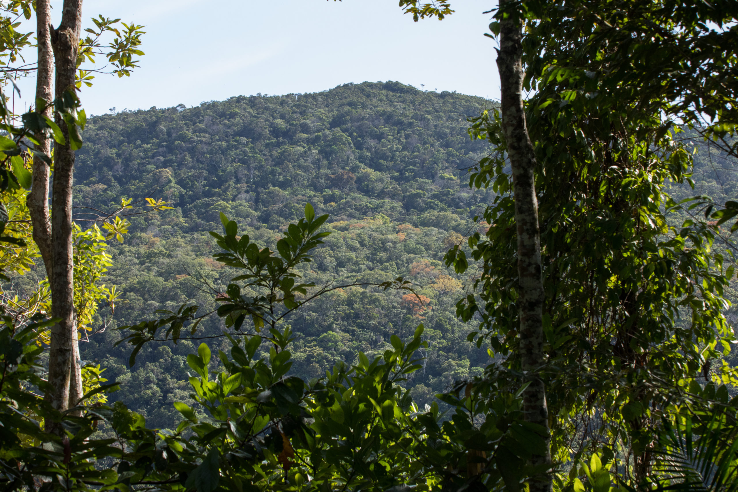 Día internacional de los bosques