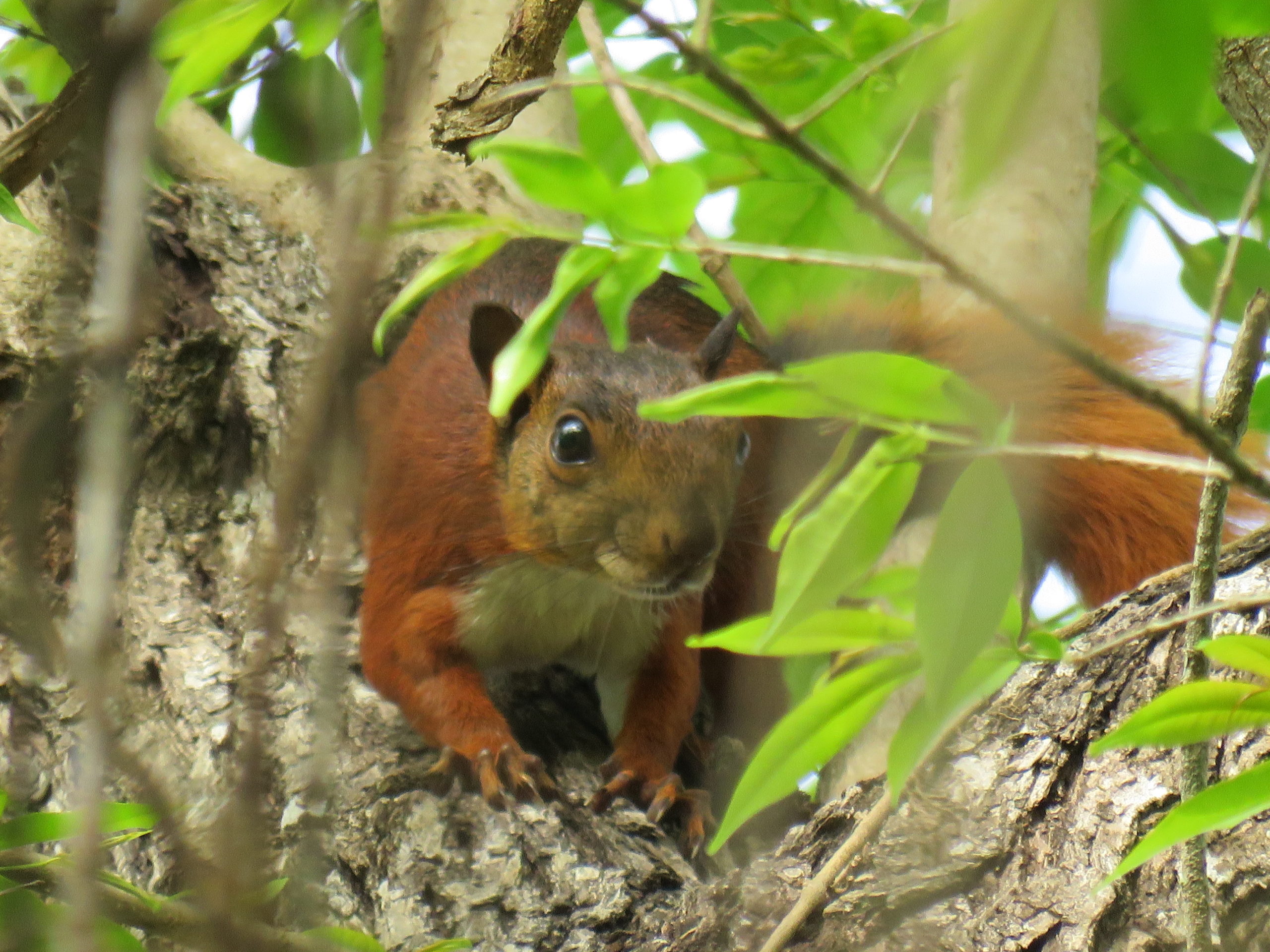 Hoy en el Día Mundial de la Vida Silvestre Parques Naturales hace llamado a la preservación de estas especies vitales en la supervivencia de nuestro planeta