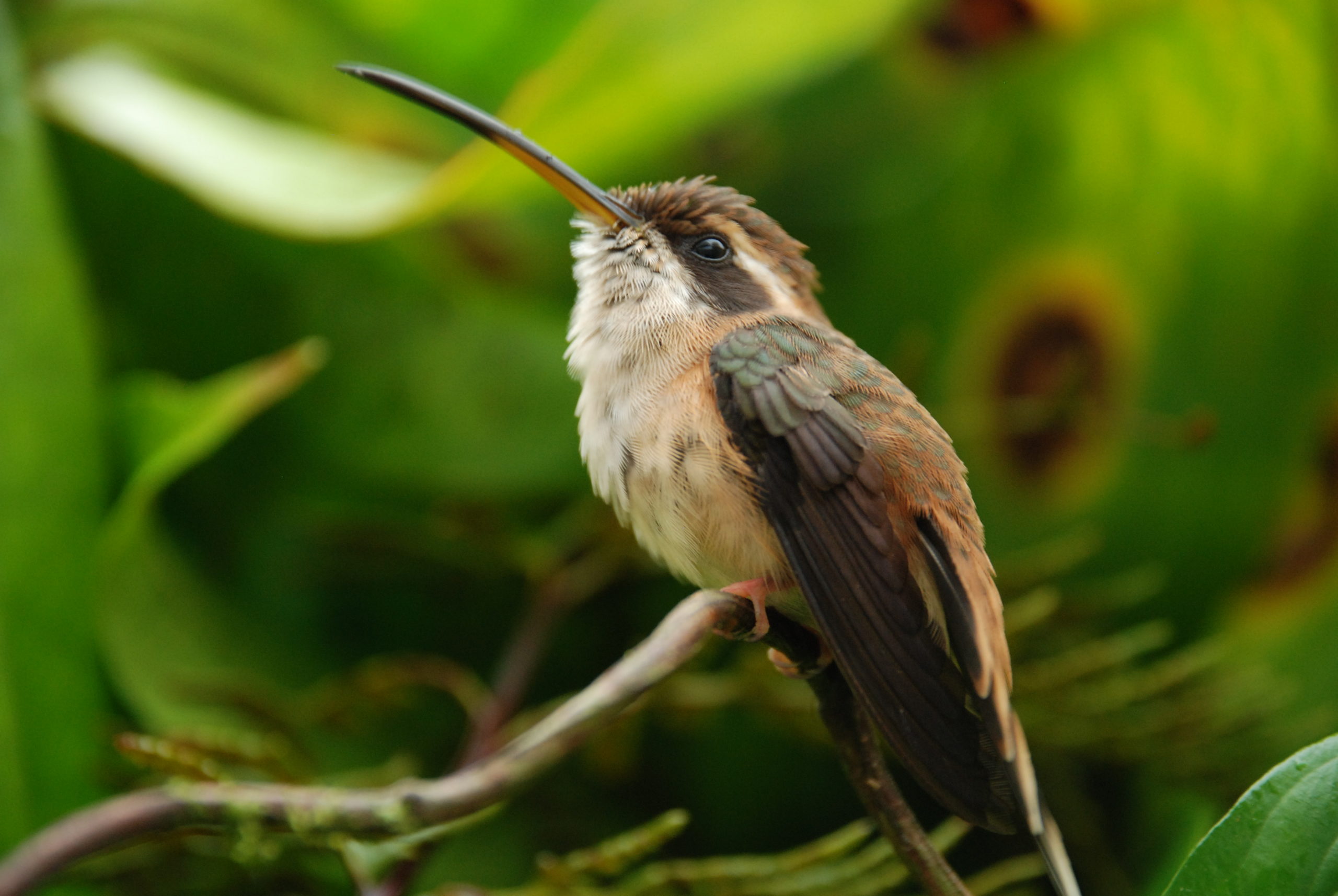 Parques Nacionales Naturales de Colombia, comunidades campesinas y aliados trabajando juntos para la conservación del PNN Paramillo