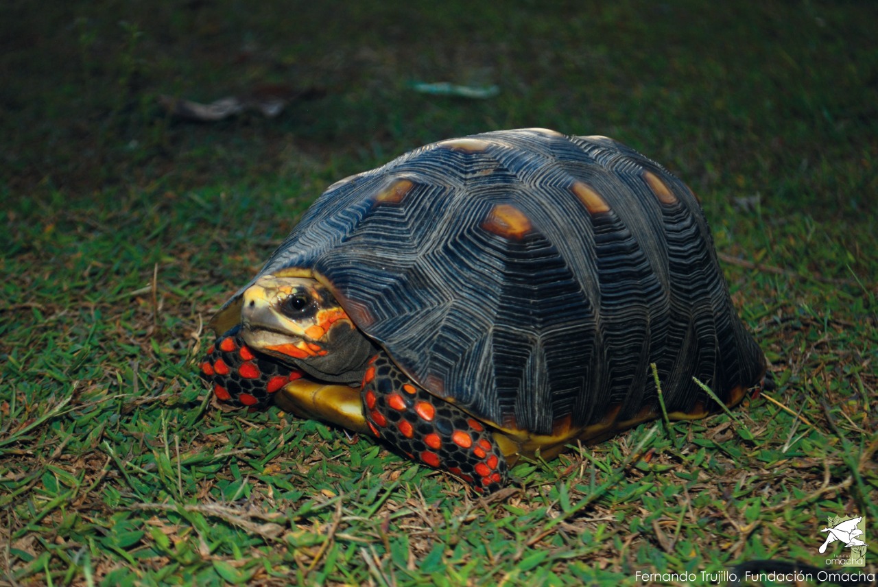 Colombia, entre los 10 países con mayor riqueza de tortugas