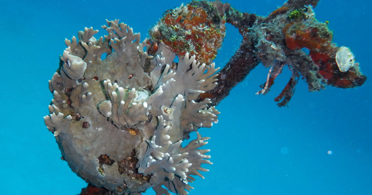 Con la jornada de restauración Coralízate, se celebra hoy el Día Mundial de los Arrecifes